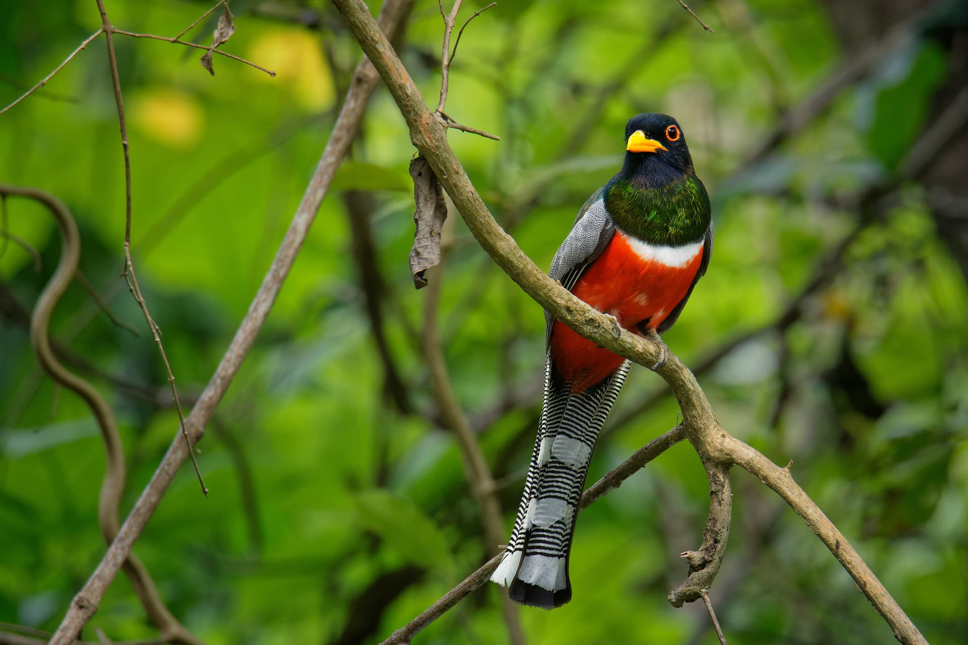 Elegant Trogon perched among green canyon foliage showing its barred tail